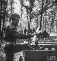 Messenger standing in jeep at message center.Ft Devons, MA, US. 1941.